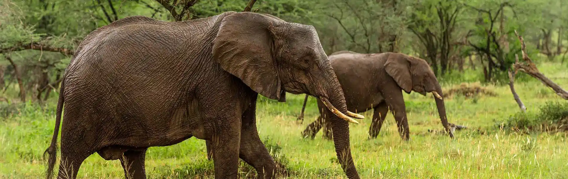 Elephants Serengeti National Park - Tanzania - Africa