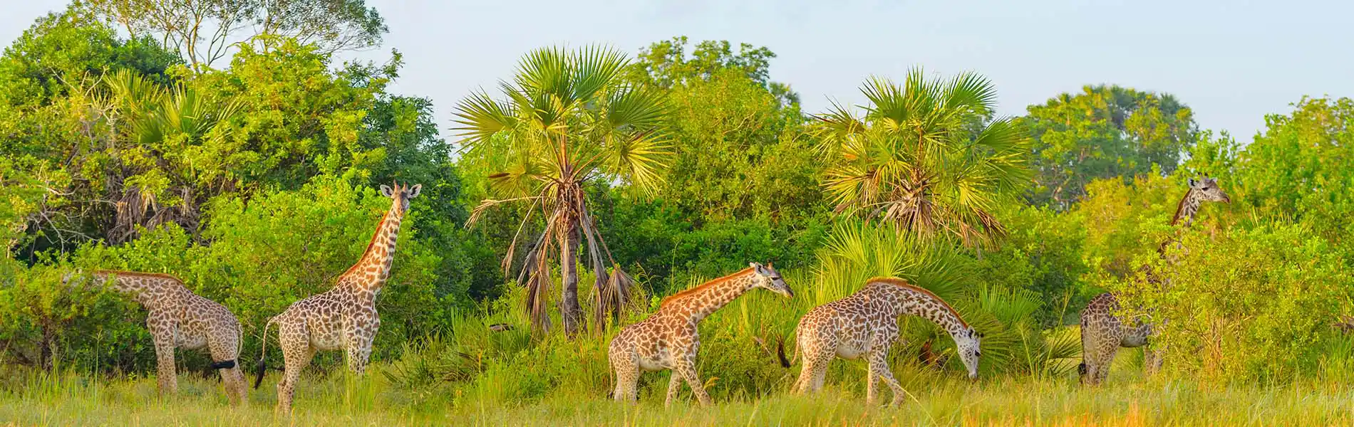 Giraffes in National Park in Tanzania