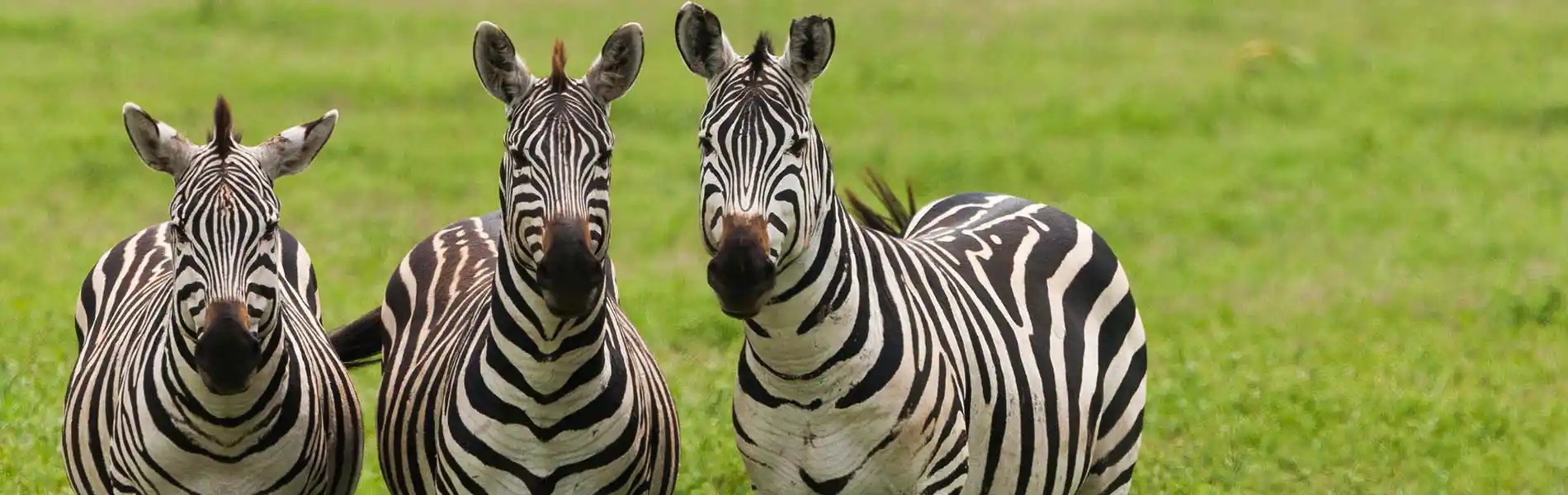 Zebras at the Ngorongoro Conservation Area - Tanzania