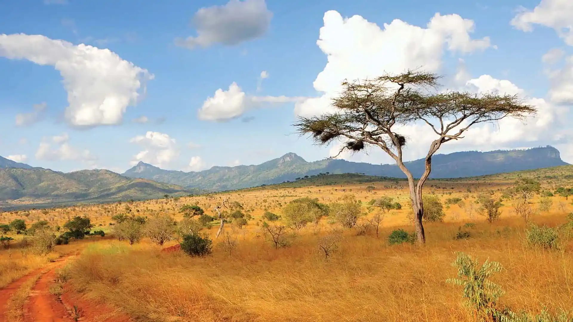 Acacia trees in Taita Hills Kenya