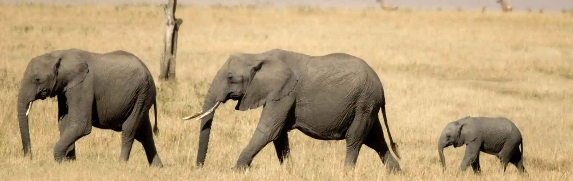 African Elephant Masai mara Kenya