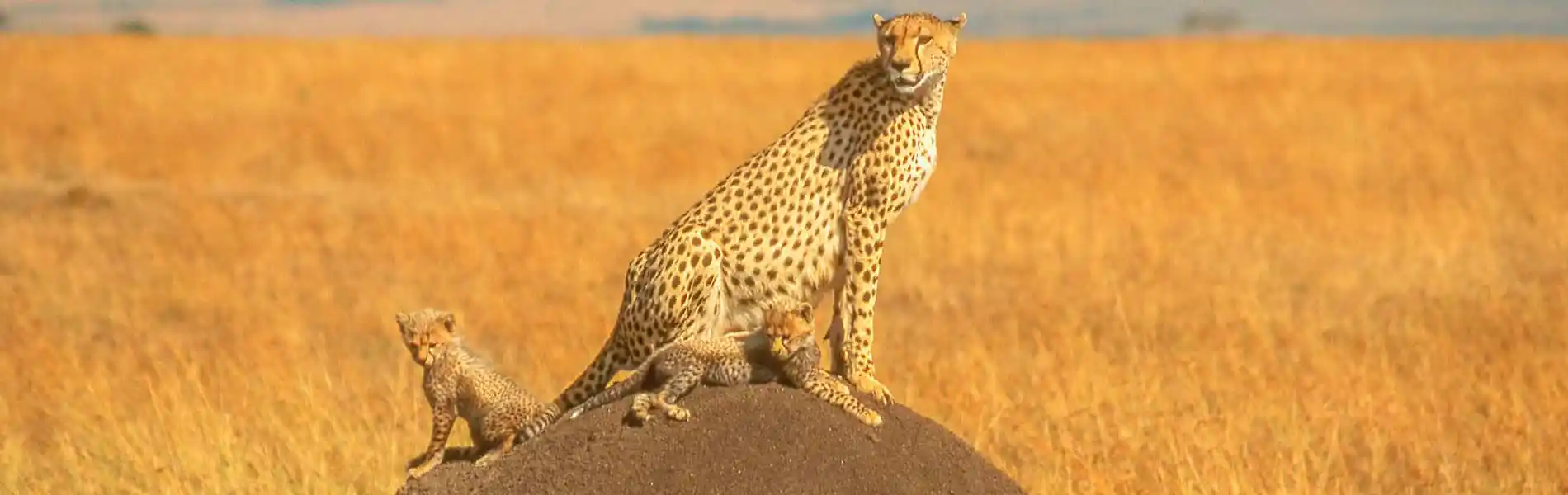 Cheetah and Cubs in the Maasai Mara