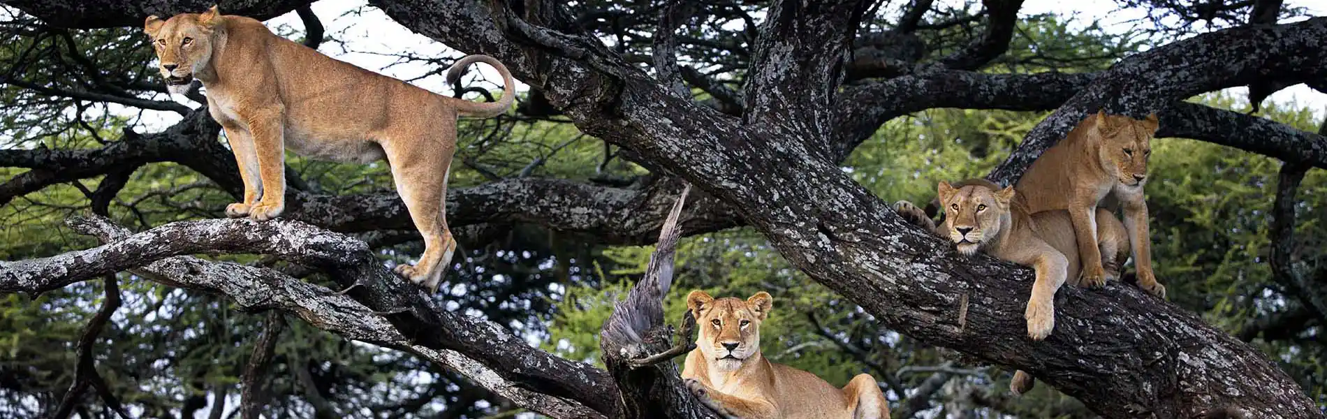 Group of lions and cubs on a tree in Lake Manyara National Park Tanzania