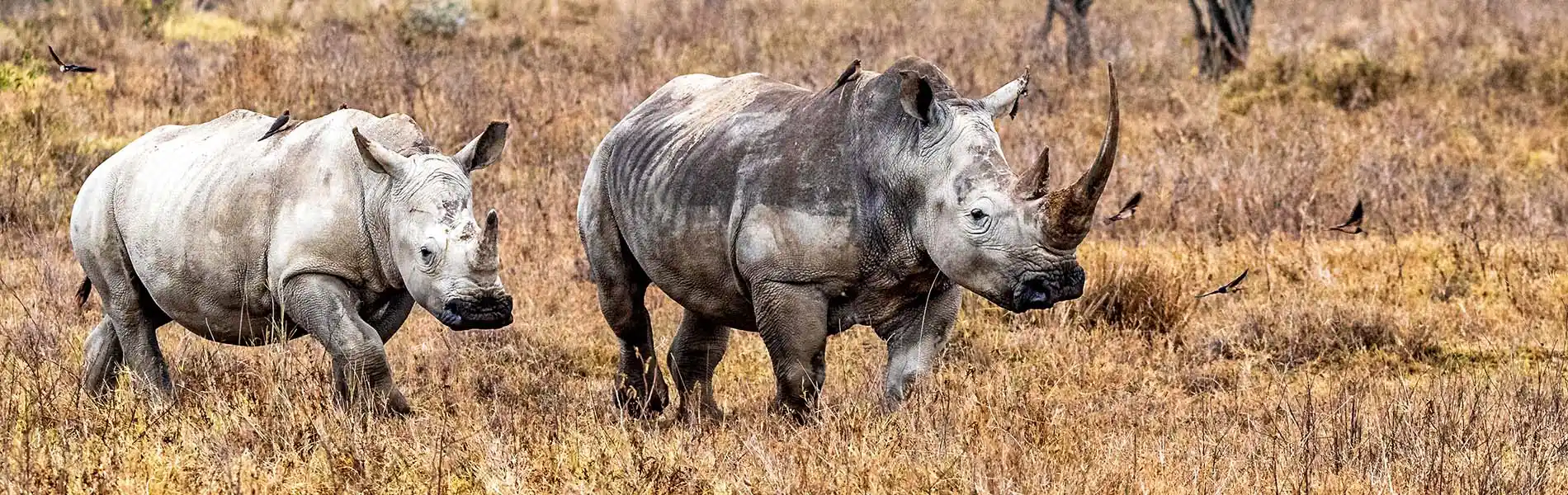 White Rhino with calf at Lake Nakuru National Park in Kenya