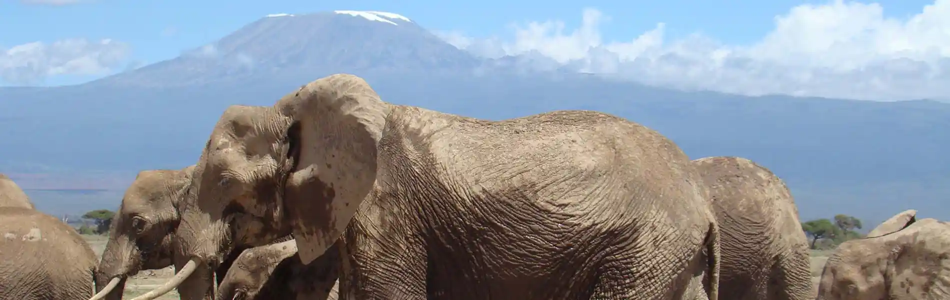 Amboseli NP - Elephants with Kilimanjaro in Tanzania in the background